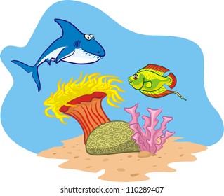 shark, fish and coral reef
