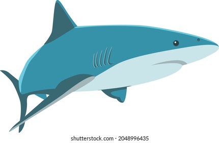 shark fish isolated on white background