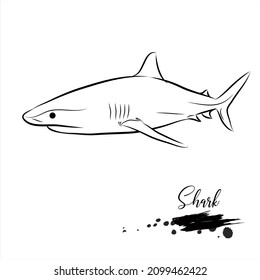 Shark fish, sea animal realistic sketch, vector illustration