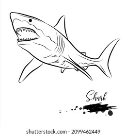 Shark fish, sea animal realistic sketch, vector illustration