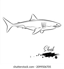 Shark fish, sea animal realistic sketch, vector illustration