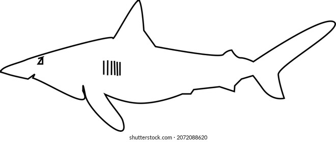 Diseño vectorial de peces tiburones sobre fondo blanco
