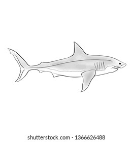 Shark fish vector illustration