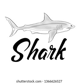 Shark fish vector illustration