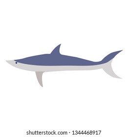 Shark flat illustration on white