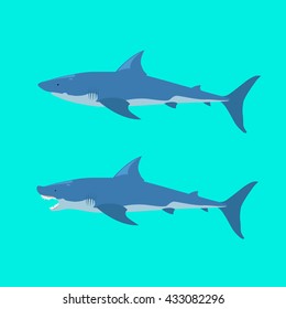 shark flat vector Ocean