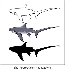 shark fox in 3 versions: color, contour, silhouette