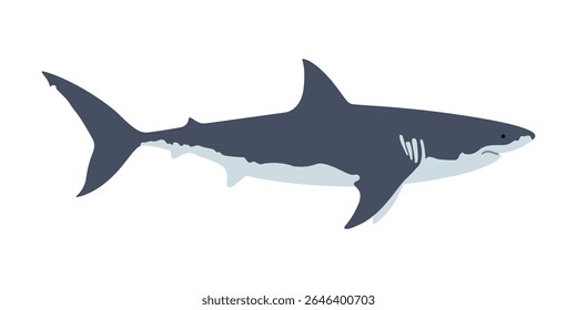 Shark graphic badge. Shark sign isolated on white background. Great white shark symbol. Vector illustration