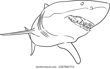 Shark. Graphic image of a Shark in sketch style on a white background. Digital vector graphics.