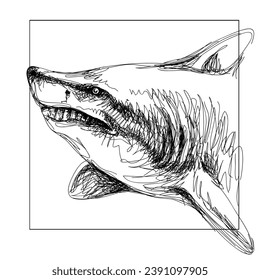 Shark. Graphic portrait of a shark in sketch style on a white background. Digital vector graphics.