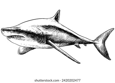 Shark. A graphic, sketchy image of a shark on a white background. Digital vector graphics.