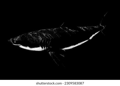 vector de dibujo de mano de tiburón aislado en fondo negro.