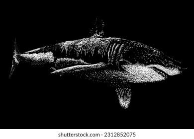 shark hand drawing vector isolated on black background.