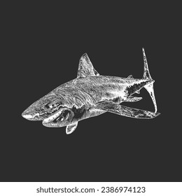 Shark, hand drawn sketch in vector, vintage illustration of animal in engraving style