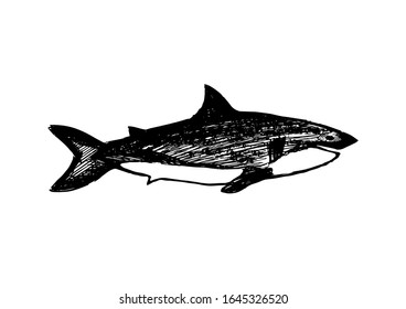 Shark in hand drawn style isolated on white background. Vector sketch illustration. Ocean dangerous animal. Print for adult and kids. Sign art on t shirt, cup, male tattoo, scrapbooking.