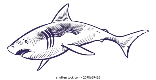 Shark in hand drawn style. Ocean predator sketch