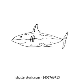 Shark. Hand drawn. Vector illustration.