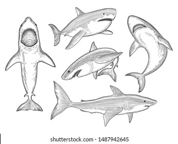 Shark hand drawn. Water creature flowing big monster fish with mouth vector sketch collection