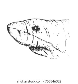 Shark head in hand drawn vintage style. Sketch vector illustration isolated on white background.