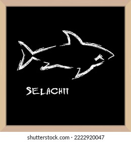 Shark icon hand drawn in chalk. Latin inscription. School board in a light wooden frame. 3D realistic vector illustration.
