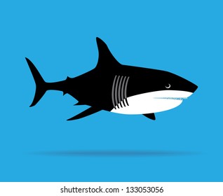 Shark illustration