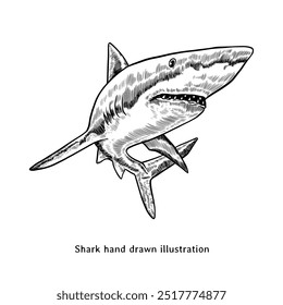 Shark illustration. Vintage shark hand drawn illustration	