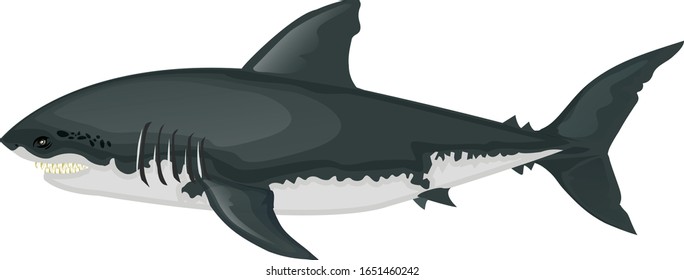 shark isolated on white background. illustration vector