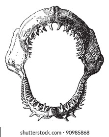 Shark jaw, vintage engraved illustration. Dictionary of words and things - Larive and Fleury - 1895.