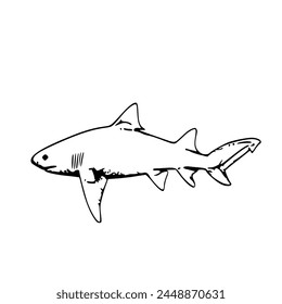 shark Line art vector outline