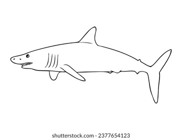 shark line vector illustration,isolated on white background,top view