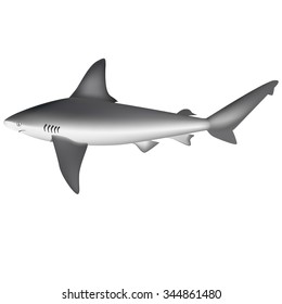 shark marine fish illustrator