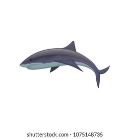 Shark marine mammal creature vector Illustration on a white background