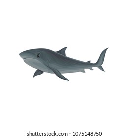 Shark marine mammal, inhabitant of sea and ocean vector Illustration on a white background