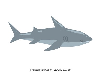 Shark Marine Predator Fish Animal Cartoon Vector Illustration