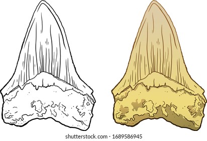 Shark megalodon tooth. Sea Life Hand Drawn line and colour Illustration. Isolated on white backgroung. Archeological discovery, paleontology symbol.