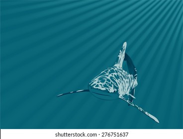 Shark in an ocean