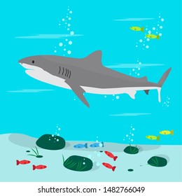 Shark in the ocean botton - Vector illustration