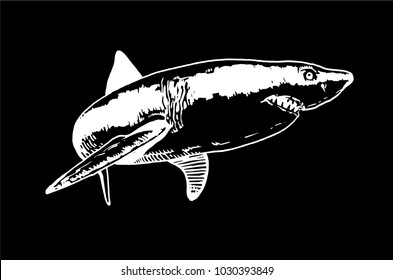 Shark on black background,vector sketch ,tattoo