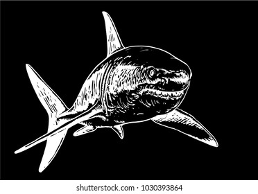 Shark on black background,vector sketch ,tattoo