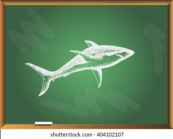 Shark on chalkboard background. Free hand drawn. Vector illustration. 