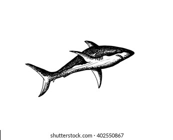 Shark on white background. Free hand drawn. Vector illustration. 