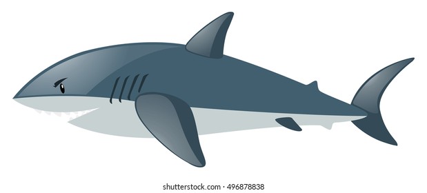 Shark on white illustration