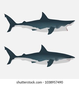 Shark with open and close mouth. big white fish. Flat isolated vector illustration on a white background. Realistic appearance with dimming and light