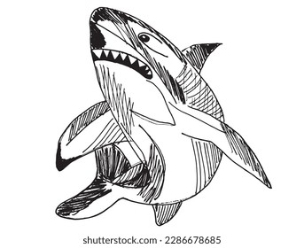Shark outline illustration vector image. Hand drawn shark sketch image artwork. Simple original logo icon from pen drawing sketch.