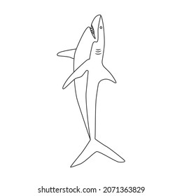Shark outline vector icon.Outline vector illustration fish of sea. Isolated illustration of shark icon on white background.