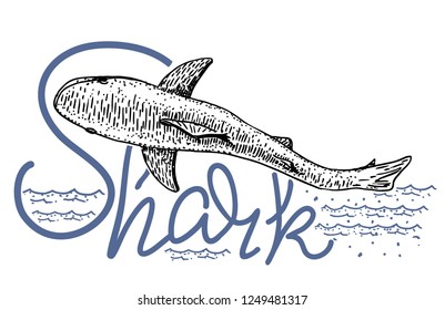 Shark. Predatory fish shark sketch illustration. Shark ocean animal engraving vector illustration.