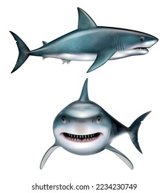 Shark realistic set with predator symbols isolated vector illustration