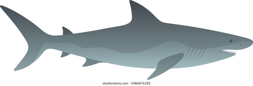 Shark realistic vector illustration. Big, dangerous fish isolated on white background.