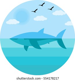 Shark in the sea