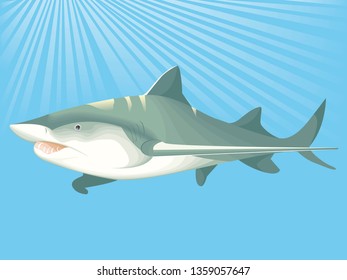 Shark in the sea with sun